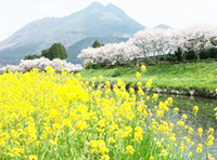 大分川沿いの桜