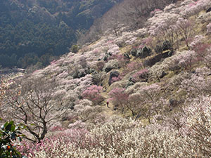 写真提供：湯河原町