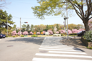 【２】直進して横断歩道を渡るとすぐに、桜が出迎えてくれます。