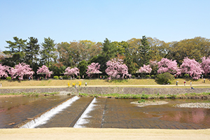 【３】鴨川と桜のコラボレーションはまさに絶景！