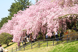 【４】桜のトンネル 半木の道！　