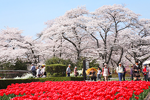 【５】京都加茂川荘から、徒歩10分のところに府立植物園がありこちらもオススメです！