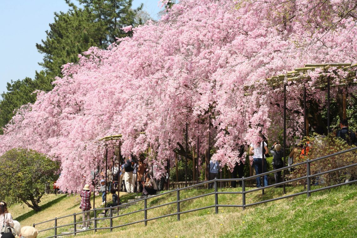 【４】桜のトンネル 半木の道！　