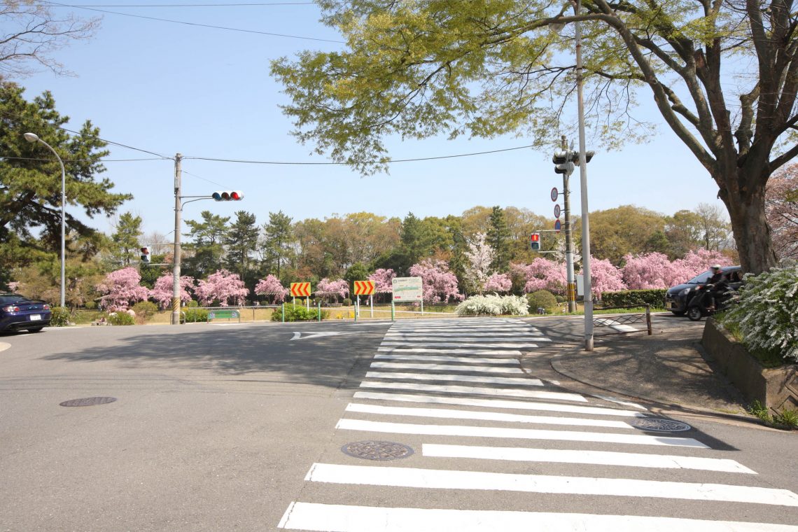 【２】直進して横断歩道を渡るとすぐに、桜が出迎えてくれます。