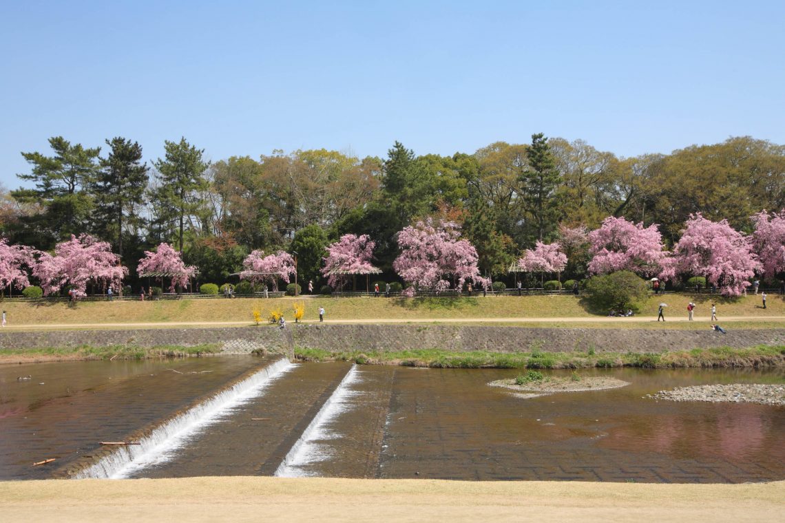 【３】鴨川と桜のコラボレーションはまさに絶景！