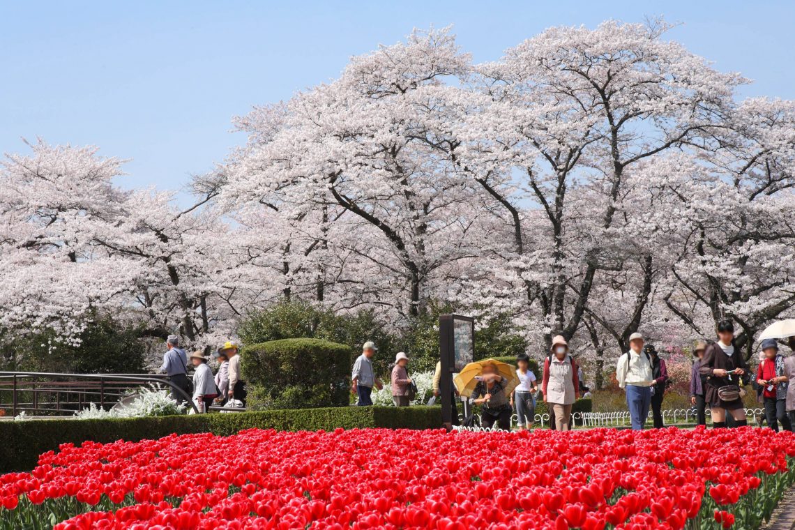 【５】京都加茂川荘から、徒歩10分のところに府立植物園がありこちらもオススメです！