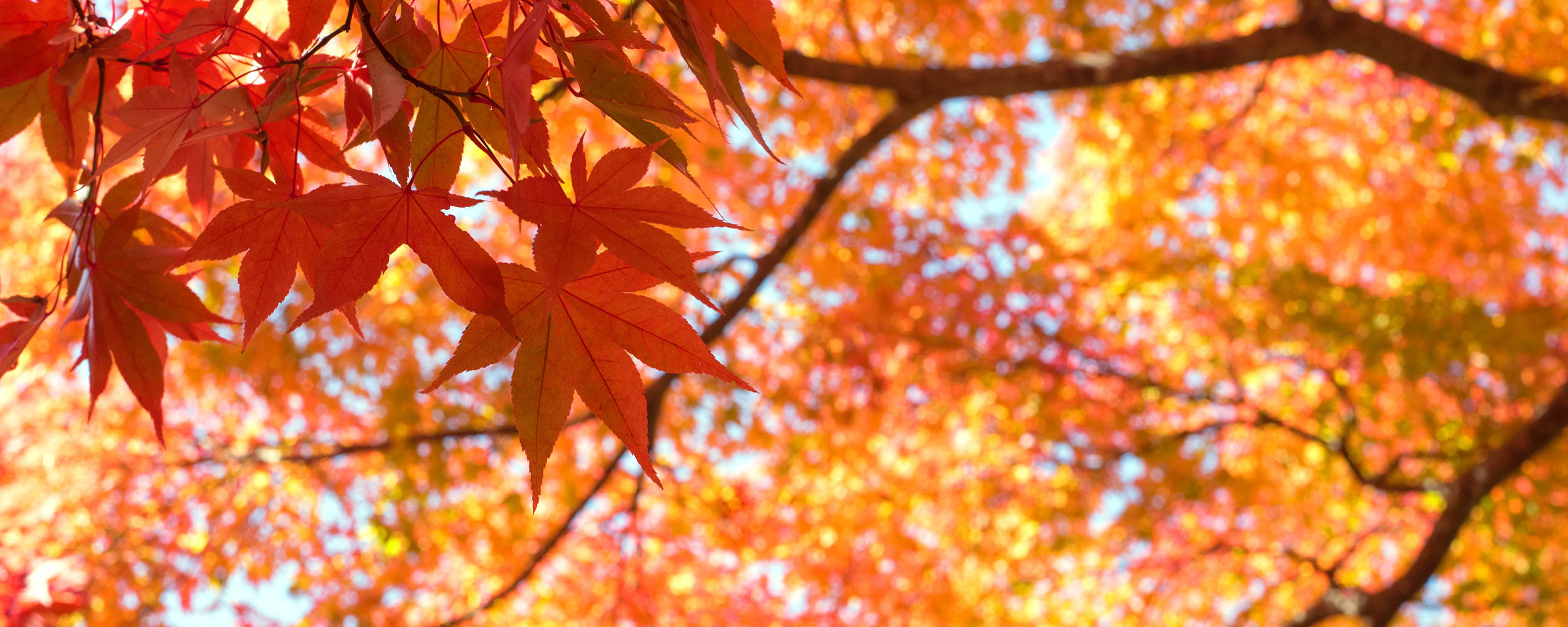 全国紅葉情報 見頃と名所