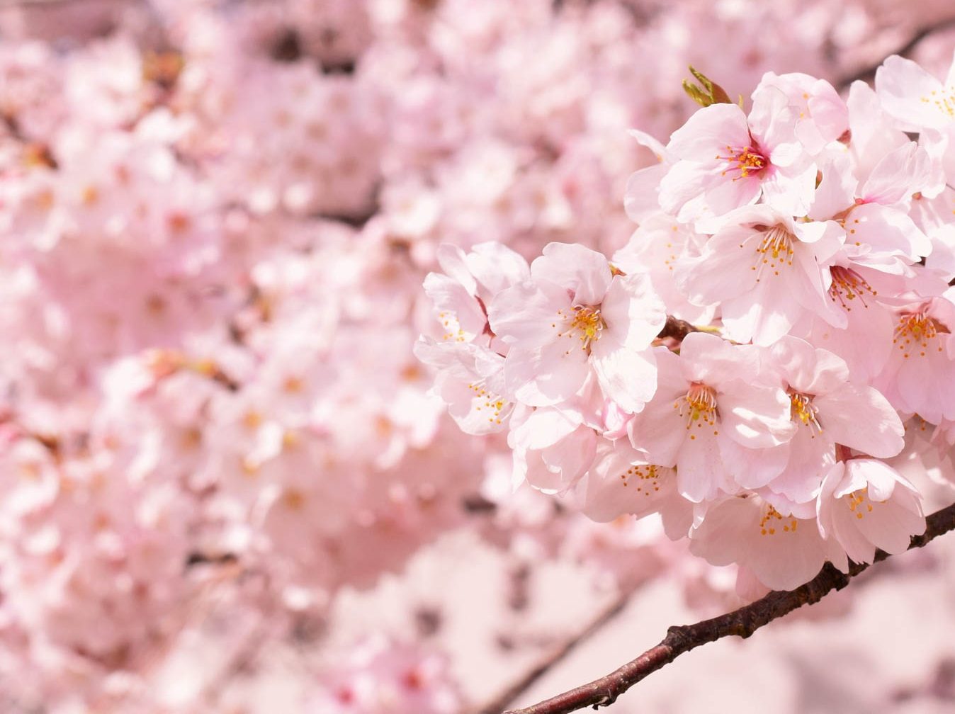 桜のおすすめスポット情報