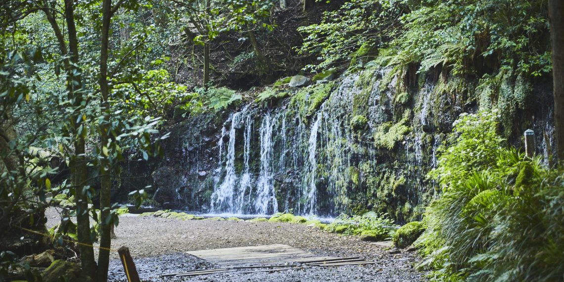 早朝の木漏れ日を浴び、水の音を頼りに歩く（イメージ）