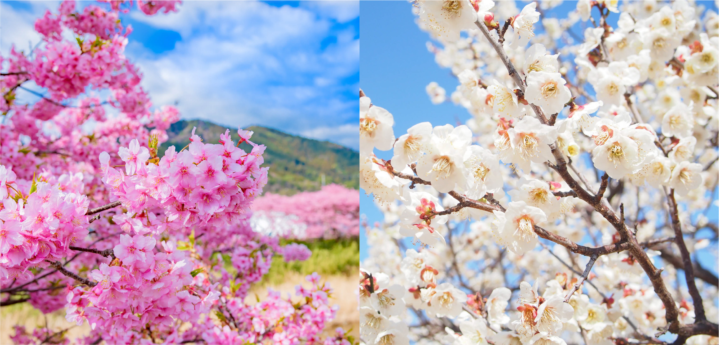 熱海の梅まつり、湯河原の梅林、伊豆の河津桜を見に行こう