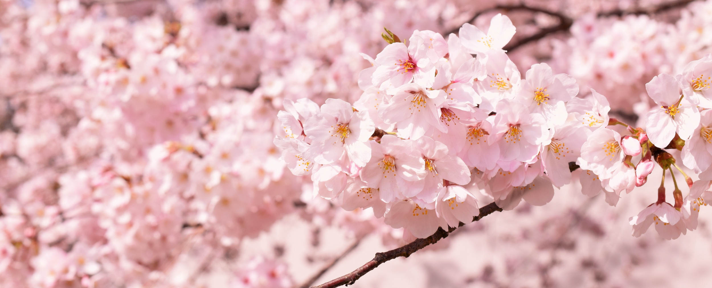 桜のおすすめスポット情報 2023