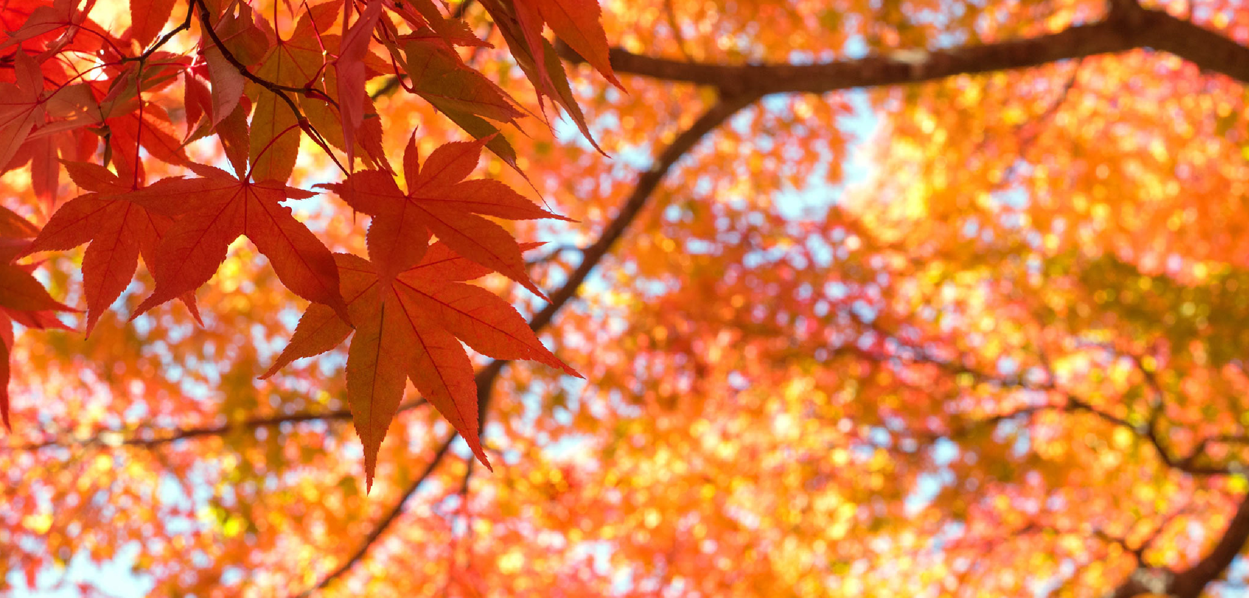 全国紅葉情報 見頃と名所（軽井沢・箱根・京都ほか全国）