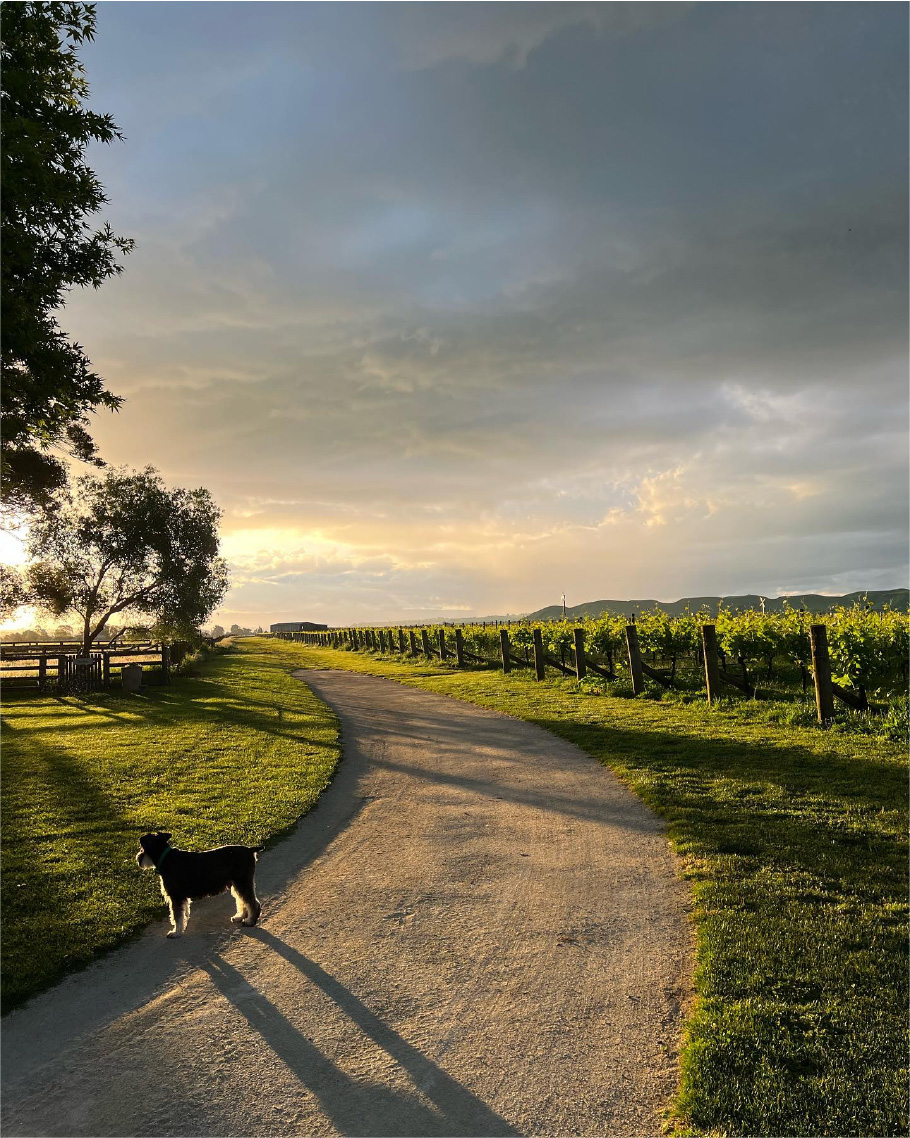 ALPHA DOMUS（イメージ）